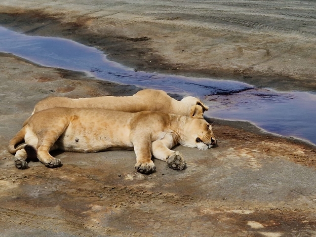 Two lions resting on a rocky surface by a water channel.