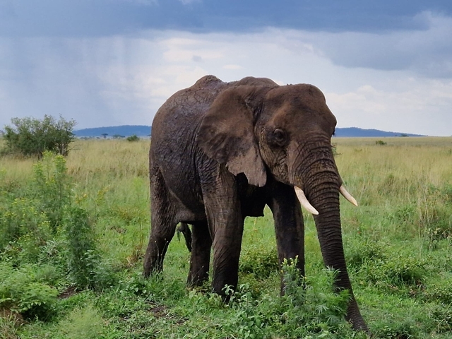 An elephant standing in a grassy field with hills in the background.