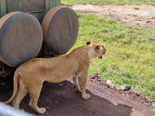 A lioness walking near a vehicle in a grassy area.