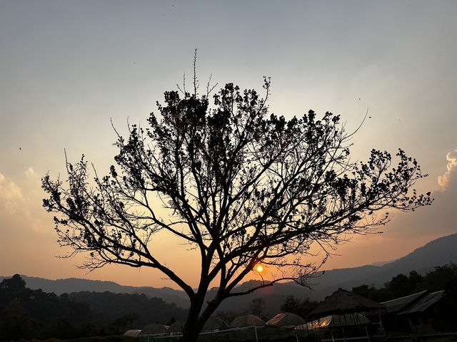 Silhouette of a tree against a sunset sky.
