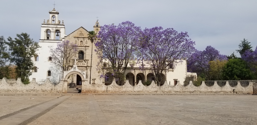       Historic church with purple flowering trees.
  