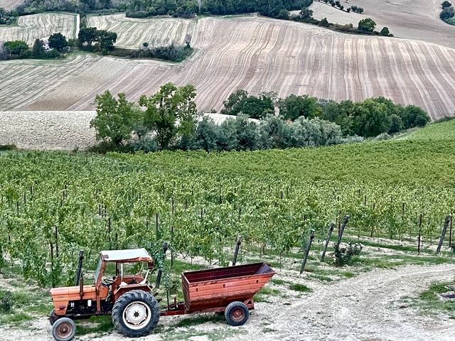       Tractor in vineyard with rolling hills.
  