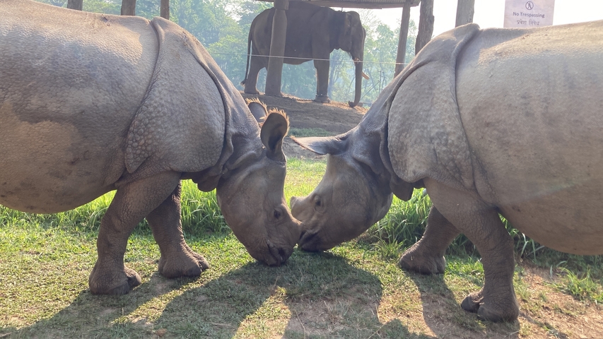       Two rhinos facing each other with an elephant in the background.
  