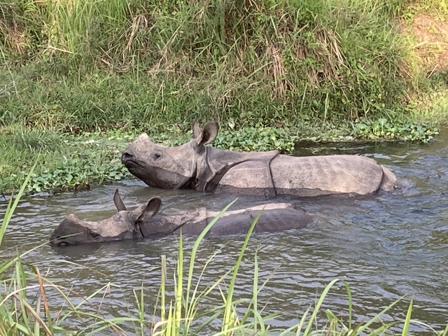 Two rhinos partially submerged in a river.