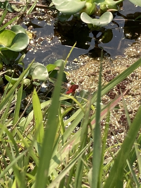       Blurred image of a dragonfly resting on aquatic plants.
  