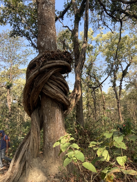       Close-up of a tree with twisted vines in a forest.
  