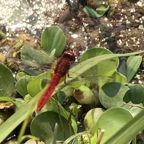 Close-up of a red dragonfly on green leaves.