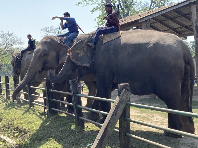       Elephants with people riding them beside a wooden fence.
  