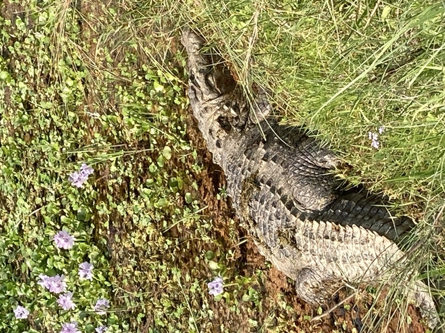 A camouflaged crocodile in a grassy landscape.
