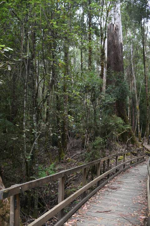       Wooden path in a forested area.
  