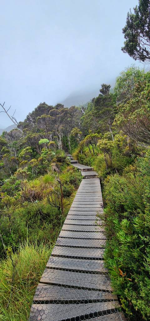       Wooden walkway through lush green forest.
  