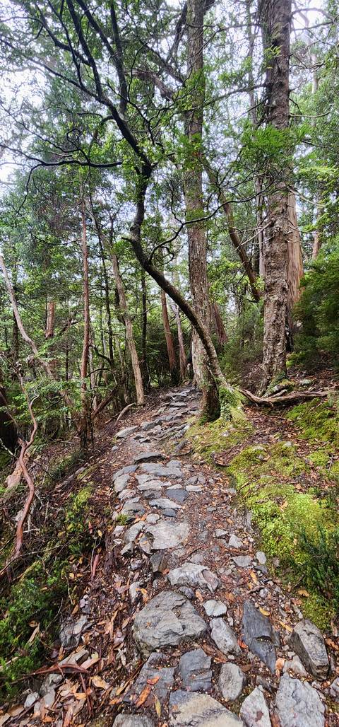       Rocky forest path surrounded by tall trees.
  