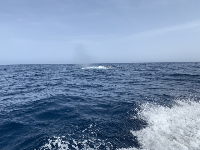 Ocean with a spout of water from a marine animal.