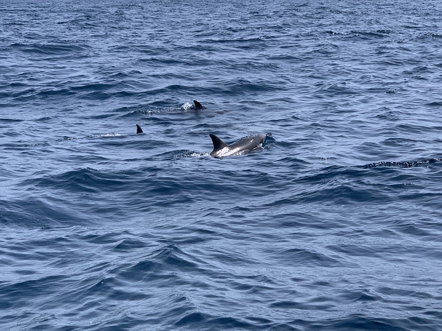 Pod of dolphins swimming in the ocean.