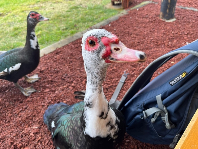 Close-up of a duck with a backpack.