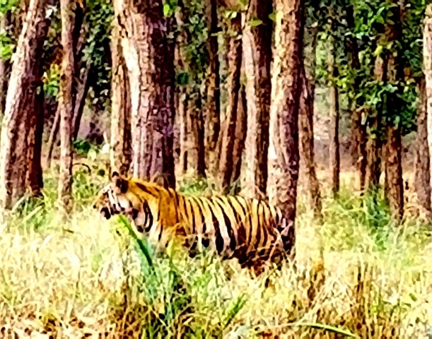 Tiger walking through a forest.