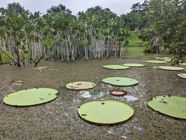       Large lily pads floating on a pond.
  