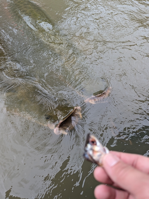       Fish mouths breaking the surface of the water.
  