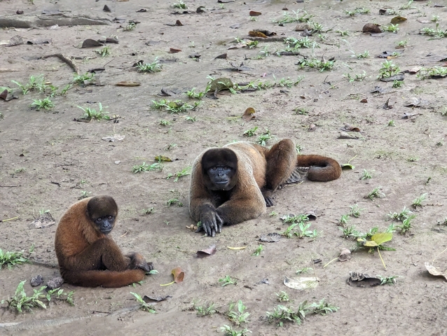 Two monkeys resting on the ground, casually looking.