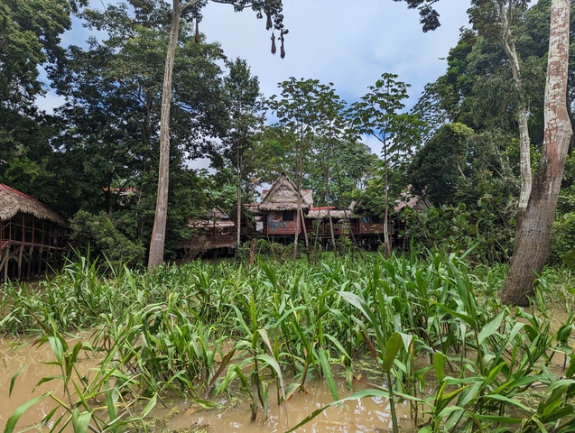       Lodge structures nestled within lush greenery.
  