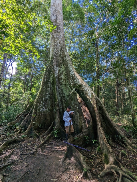       Large ancient tree with a person standing at its base in a forest.
  