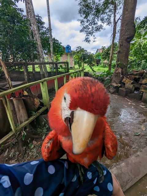       Close-up of a macaw bird inquisitively looking at the camera.
  