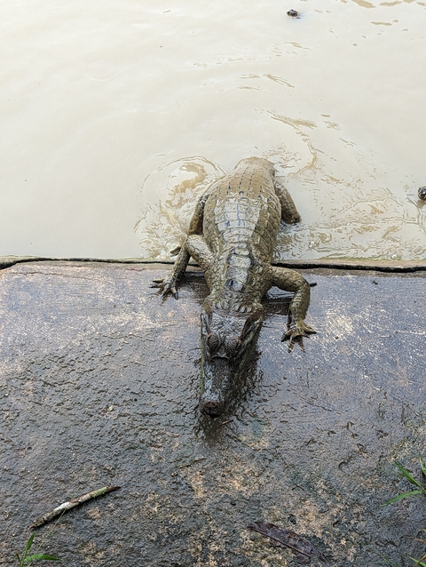       Crocodile crawling onto a muddy bank.
  