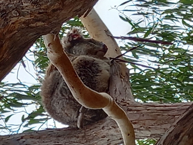 Close-up of a koala resting in a tree.
