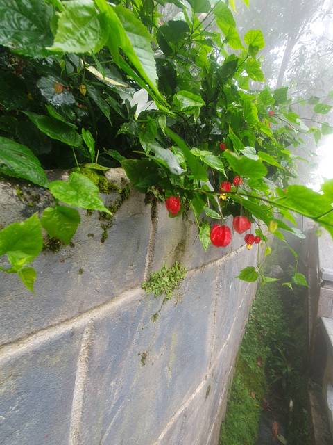Bright red flowers along a garden path.