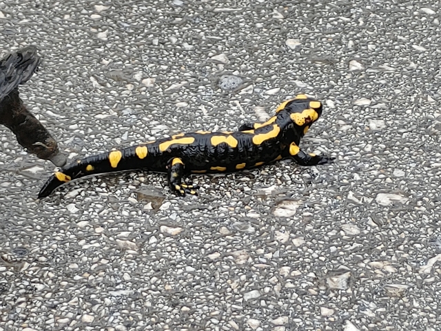       Close-up of a yellow and black salamander on a road.
  