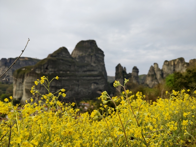       Yellow flowers in the foreground with towering rock formations.
  
