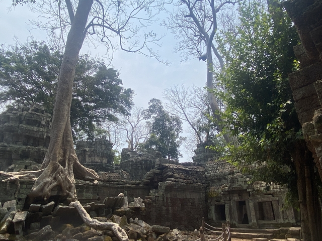 Ruins of a temple integrated with natural tree growth.