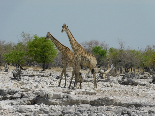 Two giraffes standing in a dry, desolate area.