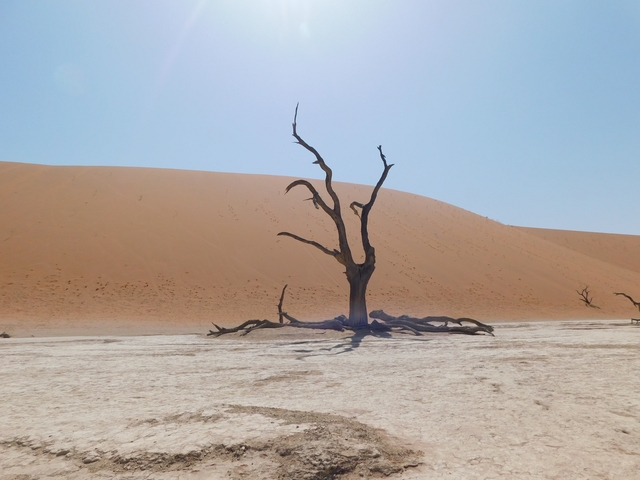 A single dead tree in a desert landscape with sand dunes.