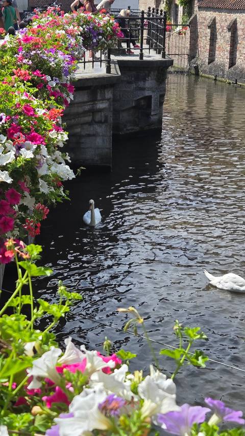 A canal with flowers and a swan.