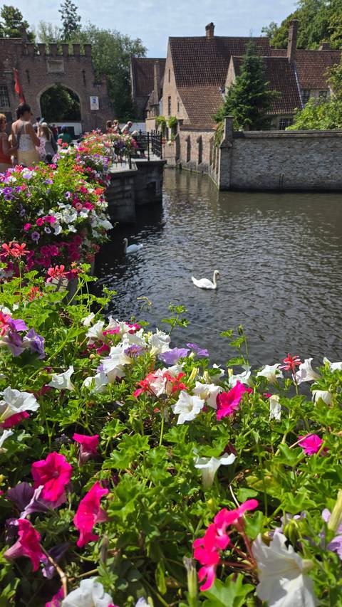       Flowers along a canal with a swan in the water.
  