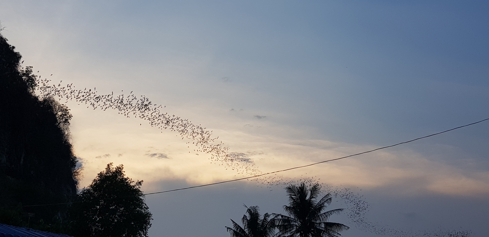 Bats flying against a dusk sky over trees.
