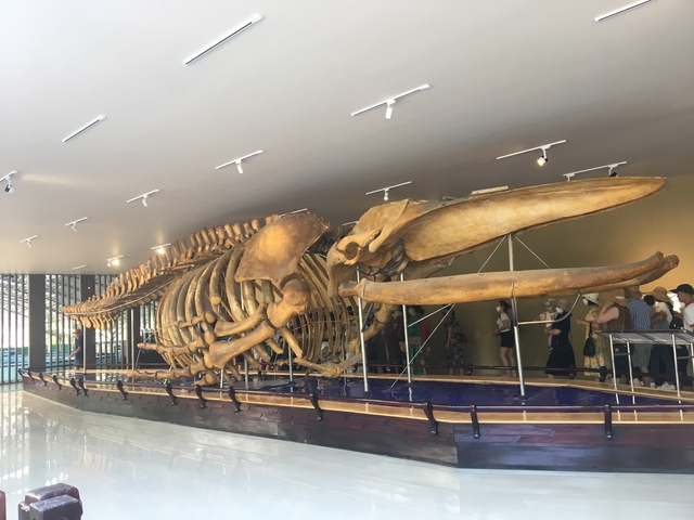 Whale skeleton exhibit in a museum with people observing.