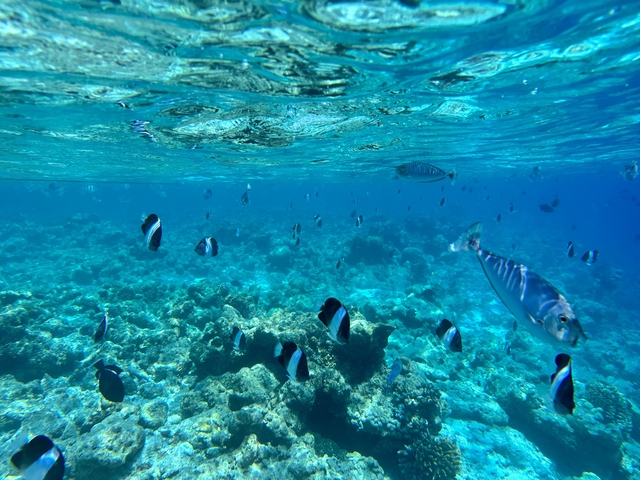 Underwater view with fish swimming over a coral reef.
