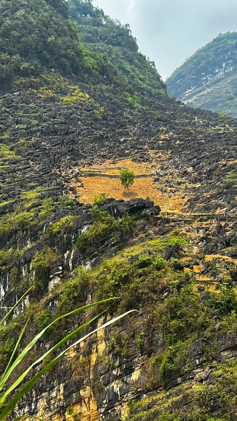       Rocky landscape with a single tree in the center.
  