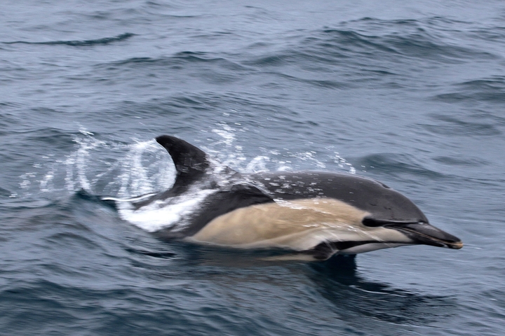       Dolphin swimming through waves.
  
