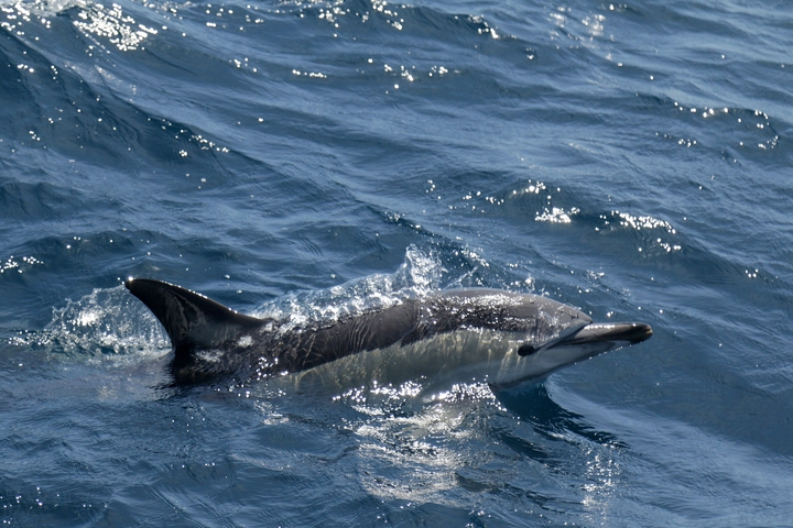       Dolphin in the ocean with clear water.
  