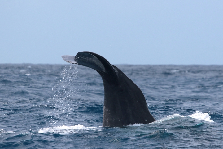       Whale tail diving into the ocean with splashes.
  