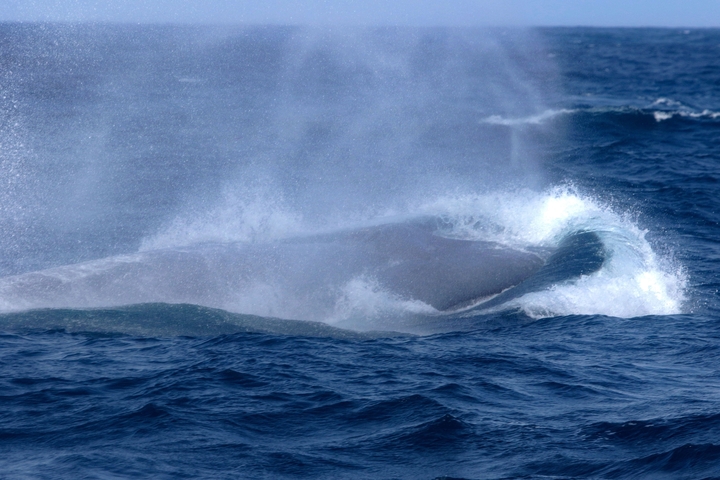       Whale surfacing with water splashing.
  
