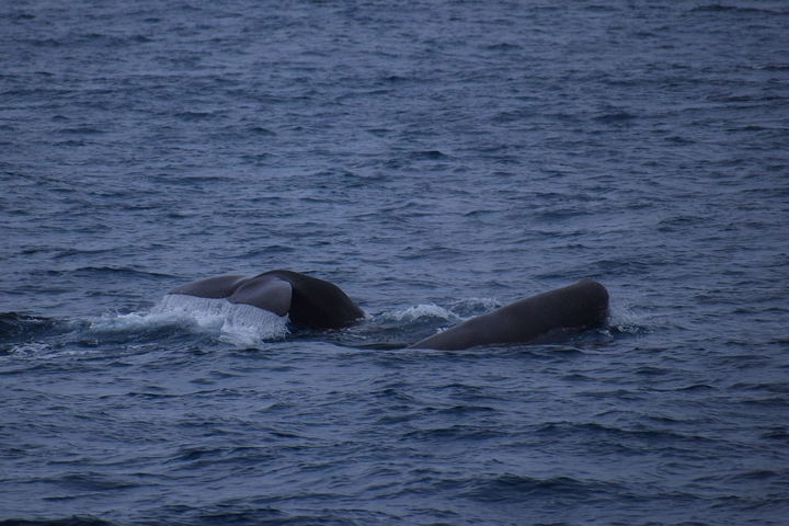       Whale swimming with tail visible above water.
  