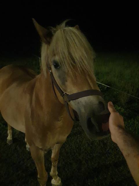 A horse with a hand reaching towards it at night.