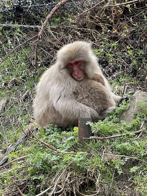 Snow monkeys in a natural setting
