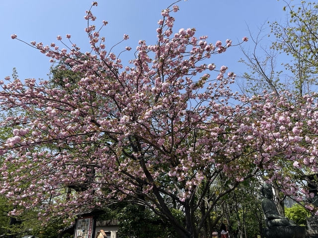 Cherry blossoms in full bloom on a tree.