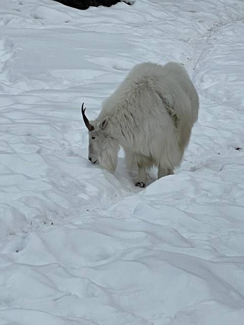       Mountain goat on a snowy slope.
  