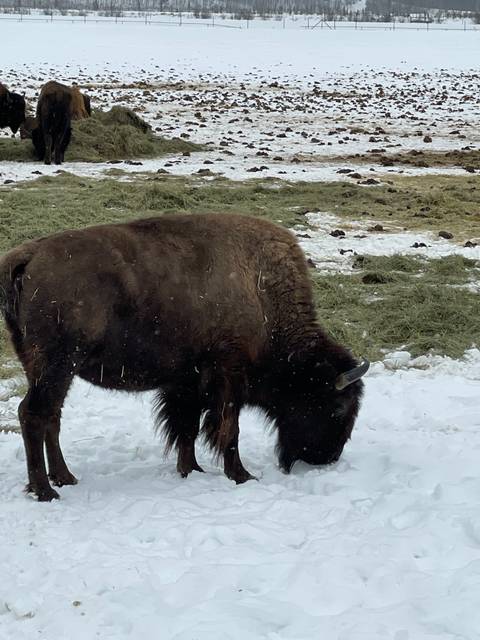 Buffalo standing in the snow-covered field.